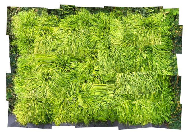 MONOTONE SYMPHONY  2017